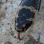 שלון טלוא ראש Eirenis rothi