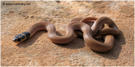 שלון טלוא ראש Eirenis rothi
