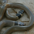 שלון טלוא ראש Eirenis rothi
