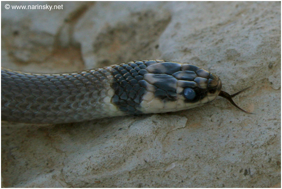 שלון טלוא ראש Eirenis rothi