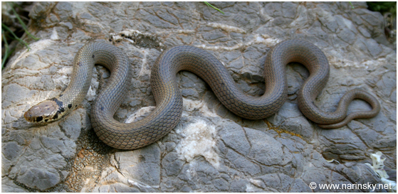 שלון קולר Eirenis modesta