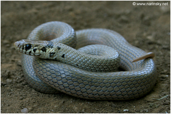 שלון קולר Eirenis modesta