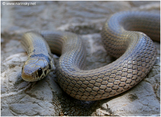 שלון קולר Eirenis modesta