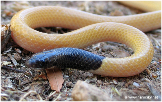שחור ראש שלוני Rhynchocalamus melanocephalus