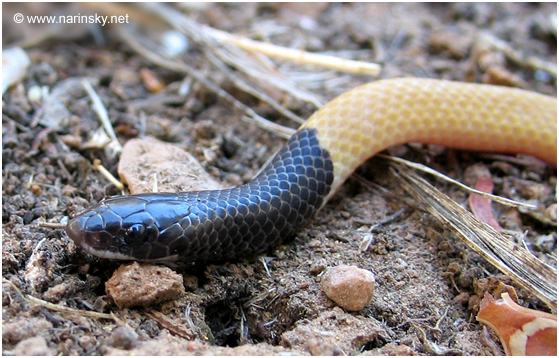 שחור ראש שלוני Rhynchocalamus melanocephalus
