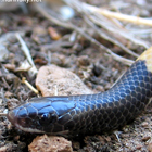 שחור ראש שלוני Rhynchocalamus melanocephalus