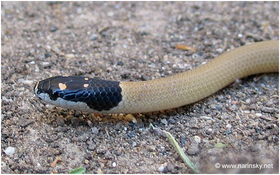 שחור ראש שלוני Rhynchocalamus melanocephalus