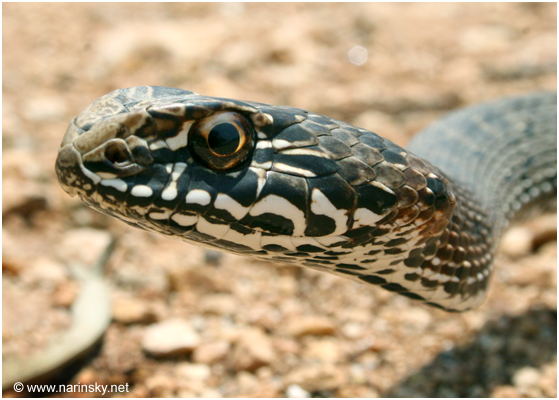 תלום קשקשים מצוי Malpolon monspessulanus