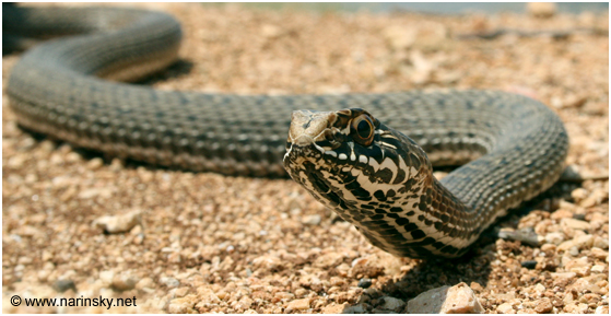 תלום קשקשים מצוי Malpolon monspessulanus