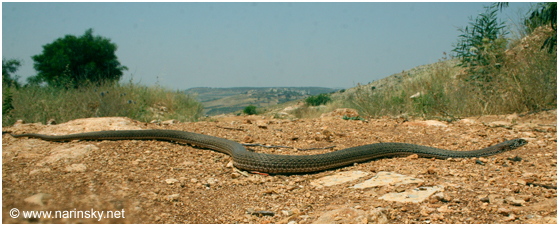 תלום קשקשים מצוי Malpolon monspessulanus