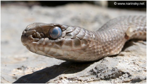 תלום קשקשים מצוי Malpolon monspessulanus
