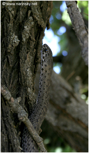 תלום קשקשים מצוי Malpolon monspessulanus