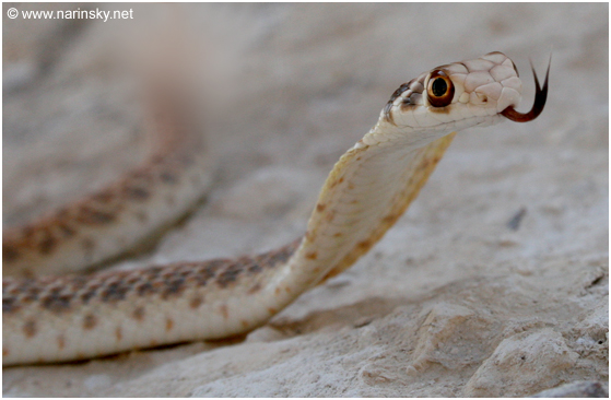 תלום קשקשים מדברי Malpolon moilensis