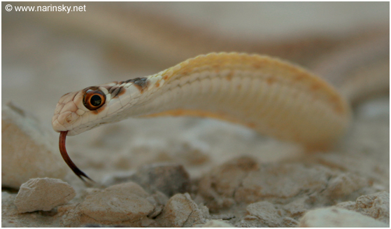 תלום קשקשים מדברי Malpolon moilensis