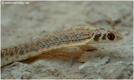 תלום קשקשים מדברי Malpolon moilensis