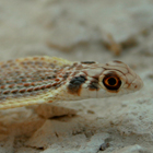 תלום קשקשים מדברי Malpolon moilensis