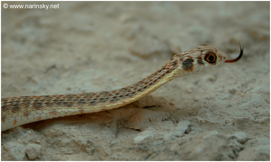 תלום קשקשים מדברי Malpolon moilensis