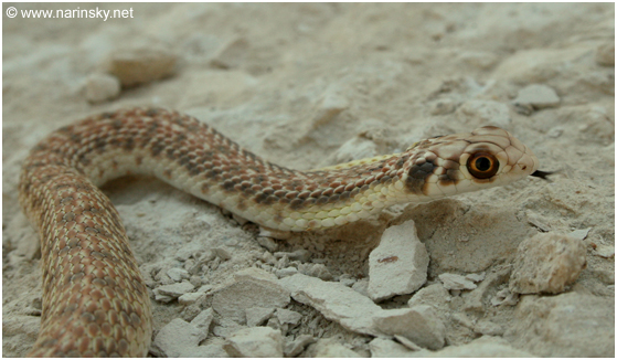 תלום קשקשים מדברי Malpolon moilensis