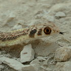 תלום קשקשים מדברי Malpolon moilensis