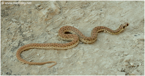תלום קשקשים מדברי Malpolon moilensis