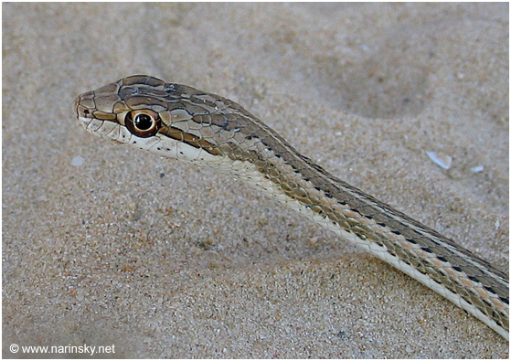 ארבע קו מובהק Psammophis schokari