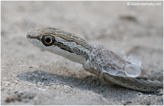 ארבע קו מובהק Psammophis schokari