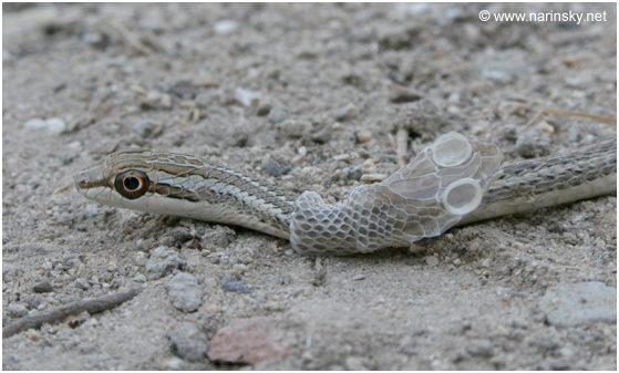 ארבע קו מובהק Psammophis schokari