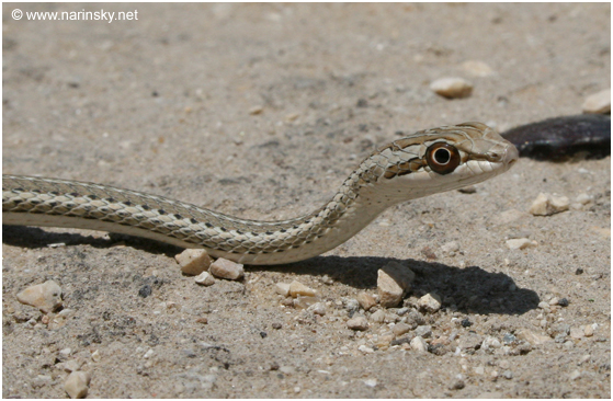ארבע קו מובהק Psammophis schokari