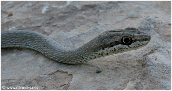 ארבע קו מובהק Psammophis schokari