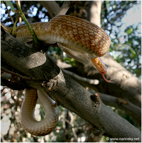 עין חתול אדמדם Telescopus dhara
