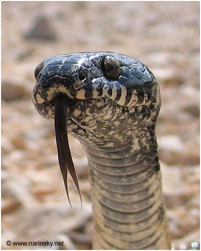 עין חתול אפור Telescopus hoogstralii