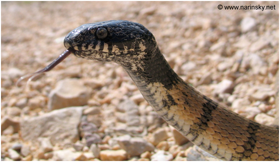 עין חתול אפור Telescopus hoogstralii