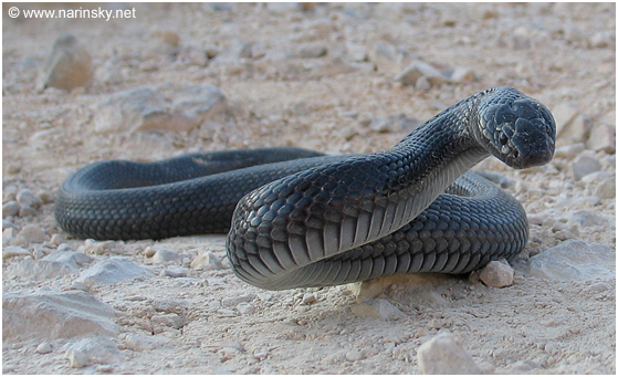 פתן שחור Walterinnesia aegyptia