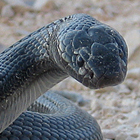 פתן שחור Walterinnesia aegyptia