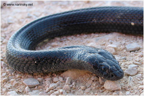 פתן שחור Walterinnesia aegyptia