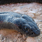 פתן שחור Walterinnesia aegyptia