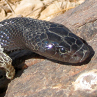 פתן שחור Walterinnesia aegyptia