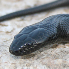 פתן שחור Walterinnesia aegyptia