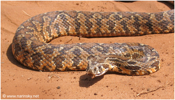 צפע ארצישראלי Vipera palaestinae