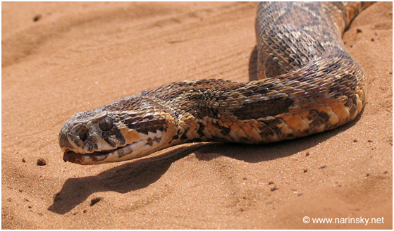 צפע ארצישראלי Vipera palaestinae