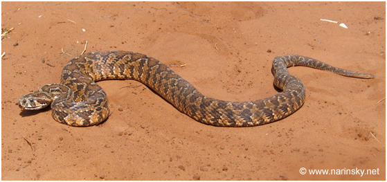 צפע ארצישראלי Vipera palaestinae