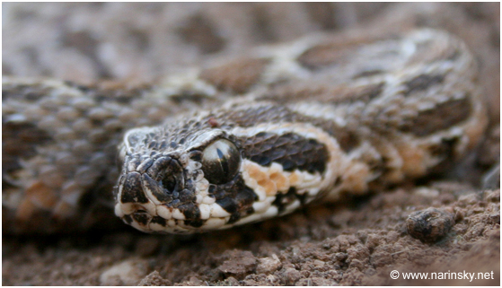 צפע ארצישראלי Vipera palaestinae