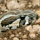 צפע ארצישראלי Vipera palaestinae