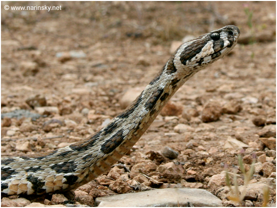 צפע ארצישראלי Vipera palaestinae