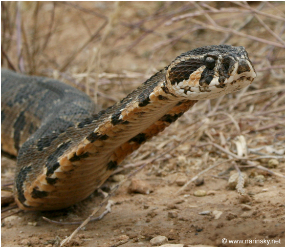 צפע ארצישראלי Vipera palaestinae