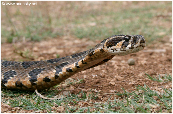 צפע ארצישראלי Vipera palaestinae