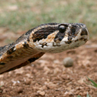 צפע ארצישראלי Vipera palaestinae