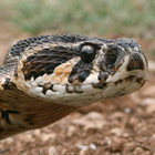 צפע ארצישראלי Vipera palaestinae