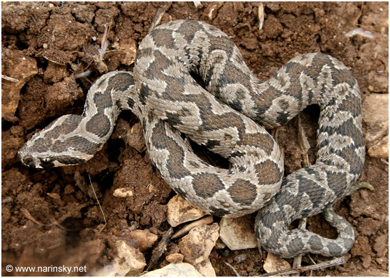 צפע ארצישראלי Vipera palaestinae
