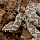 צפע ארצישראלי Vipera palaestinae